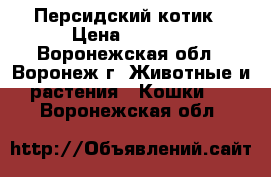 Персидский котик › Цена ­ 3 000 - Воронежская обл., Воронеж г. Животные и растения » Кошки   . Воронежская обл.